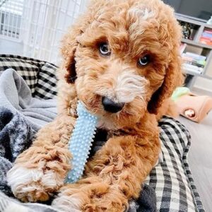 Nylabone Puppy Chew 3 Pack