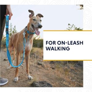 Reflective Nylon Dog Collar – Sky Blue